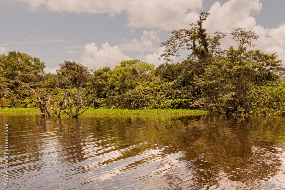 Large Water Trees, Amazonian Rainforest Large Water Trees, Amazonian Rainforest
