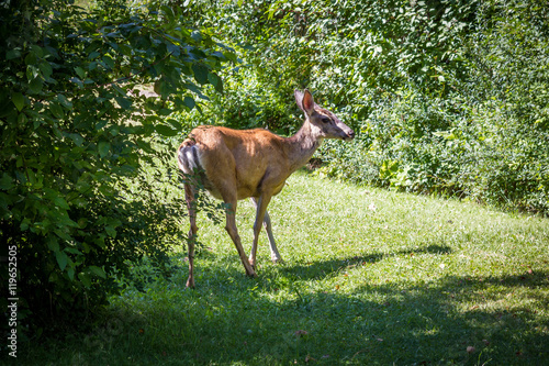 Mule Deer Buck standing in the bushes under sunlight
