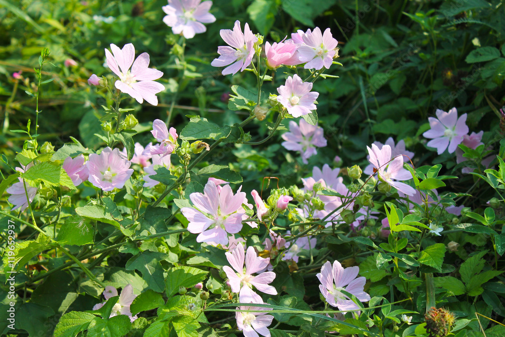 Fototapeta premium Wild pink mallow