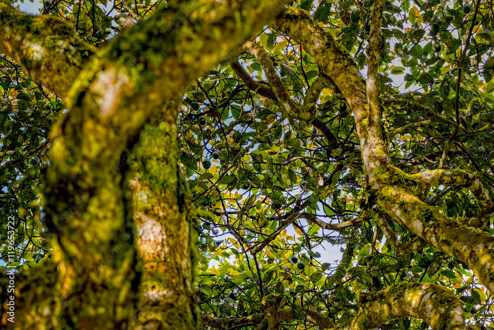 Fototapeta premium Crown Of An Avocado Tree
