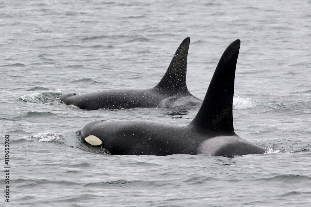 Fototapeta premium Two Orca Whales Surfacing