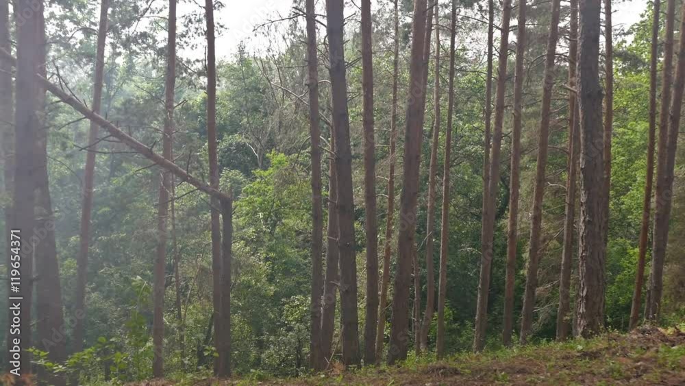 thick pine woods slow motion video thick pine woods slow motion video