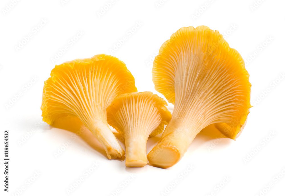 Cantharellus cibarius isolated on white background Cantharellus cibarius isolated on white background