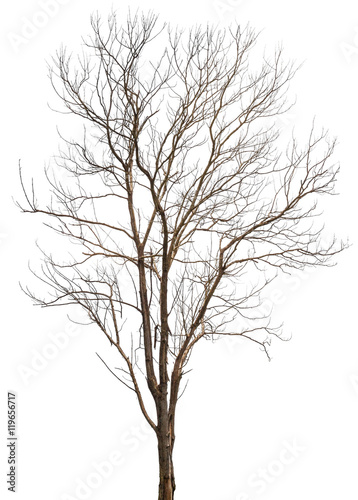 Dead tree or dry tree branch isolated on white background with clipping path.