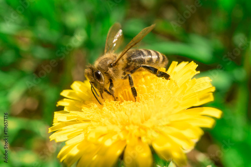 Bee collecting nectar or honey on the dandelion