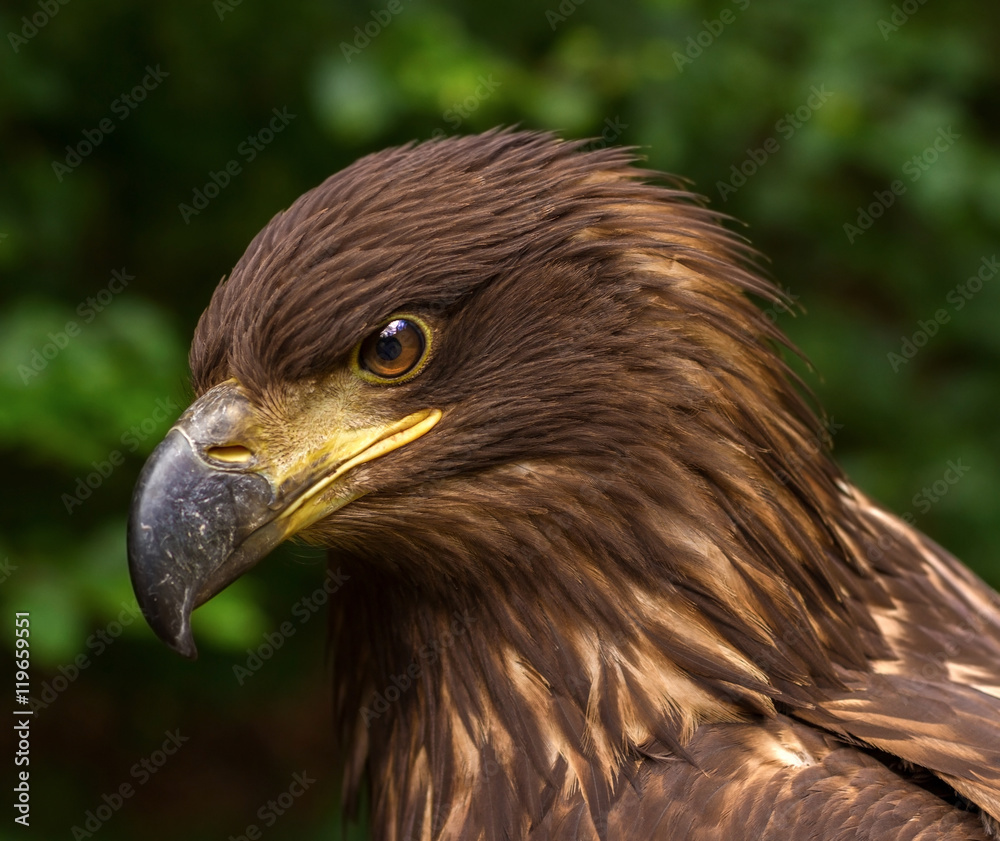 Naklejka premium Portrait of a Brown Golden Eagle on a Green Blurry Background