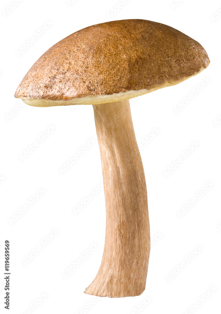 mushroom xerocomus isolated on white background