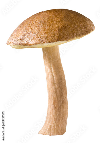 Obraz na płótnie mushroom xerocomus isolated on white background
w salonie