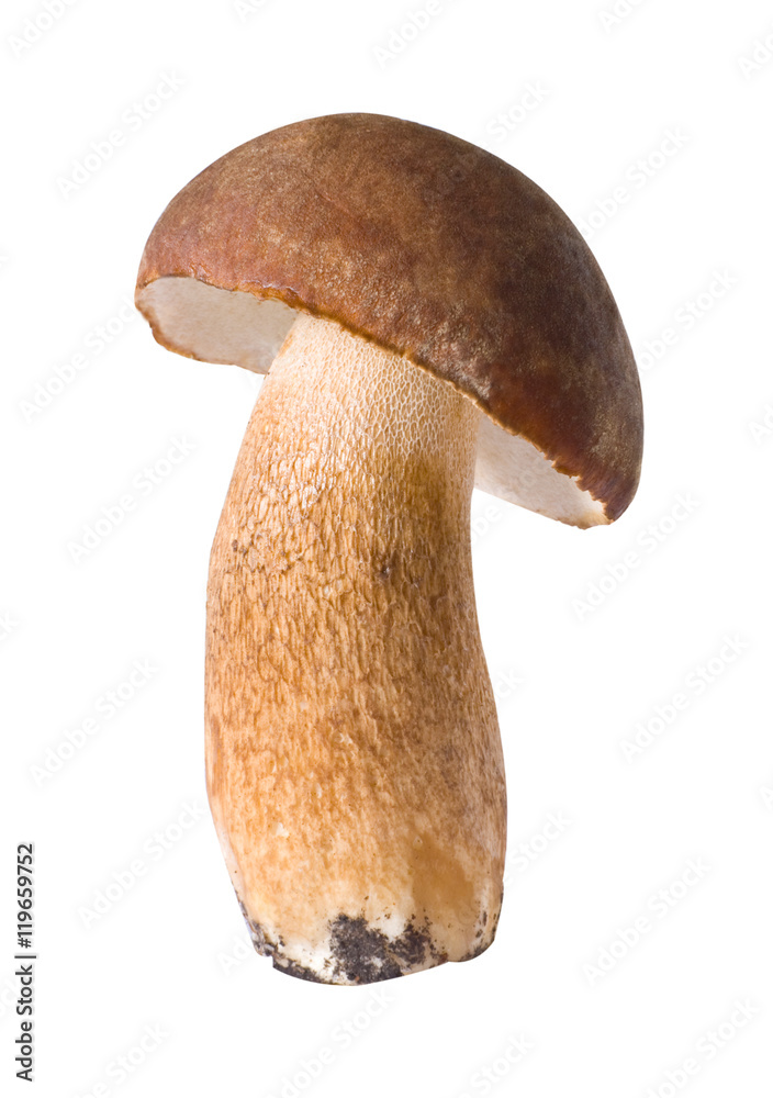 mushroom boletus edulis reticulatus isolated on white background
