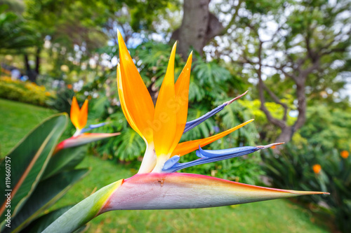 Bird of Paradise flower, Strelitzia