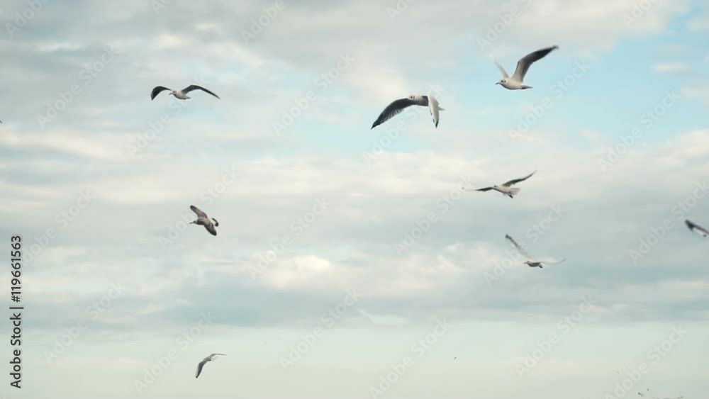 Seagulls at the sea coastline beach Seagulls at the sea coastline beach