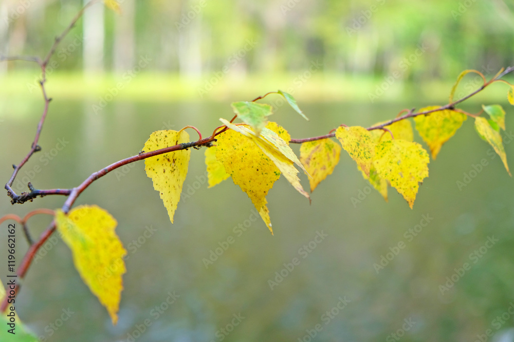 Obraz premium yellow birch leaves on a background of water