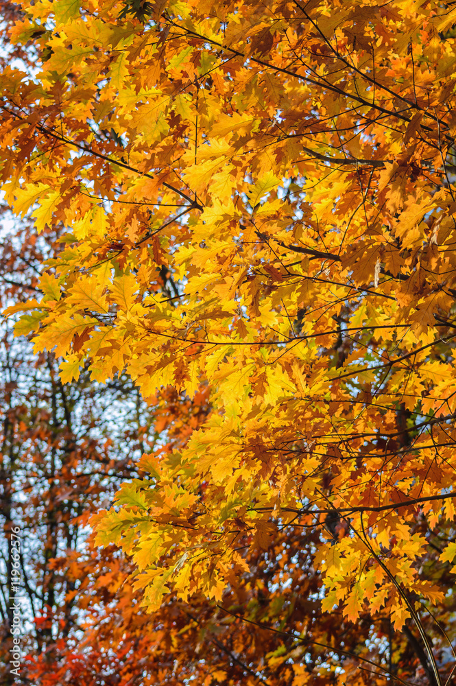 autumn yellow leaves blurred background of trees autumn yellow leaves blurred background of trees