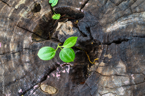 New green leaves born on old tree, textured background , nature stock photo photo