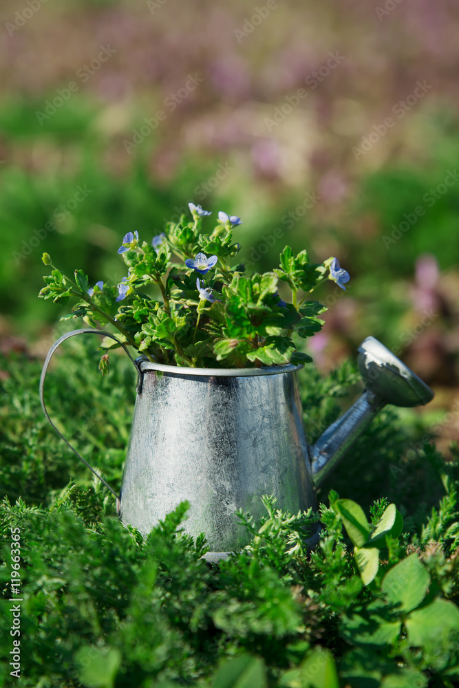 Garden tools, watering can and flowers on green garden backgroun Garden tools, watering can and flowers on green garden backgroun