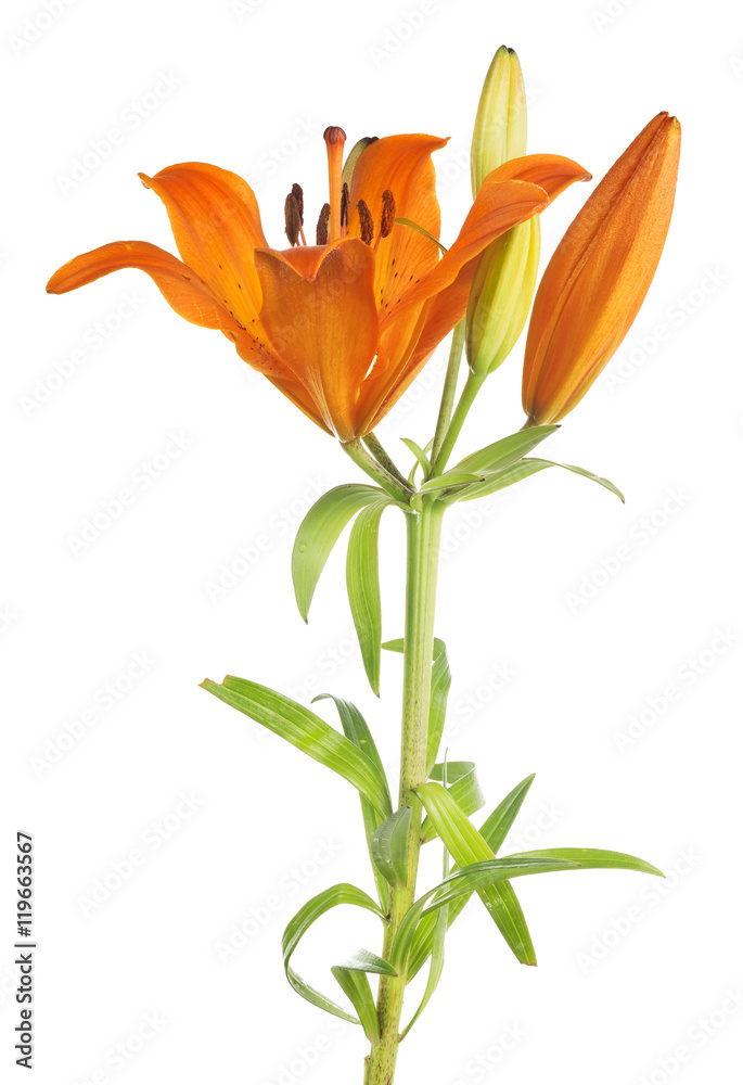 orange lily flower on green stem