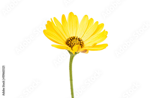 Fototapeta Naklejka Na Ścianę i Meble -  Yellow Osteospermum Flower Daisy Isolated