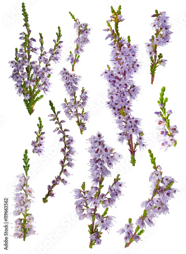 set of lilac heather blossoms isolated on white