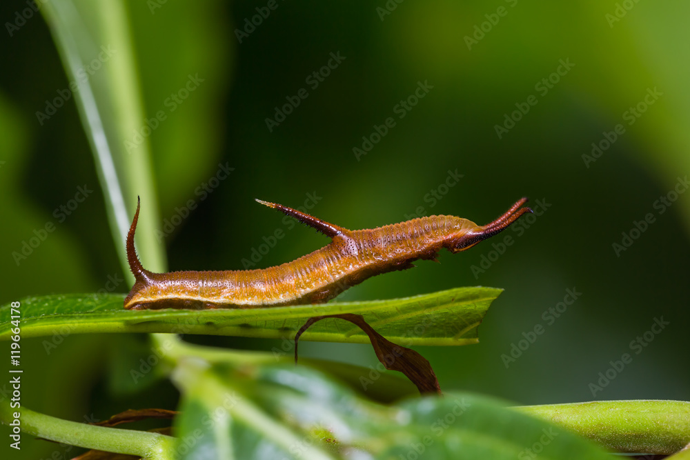 Common Map caterpillar Common Map caterpillar