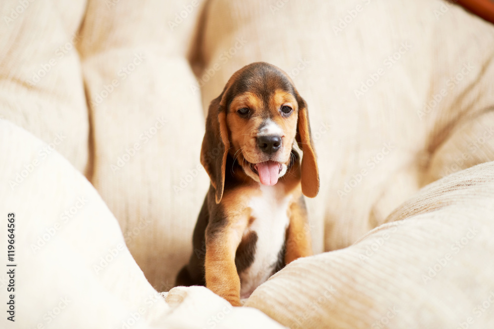 Beagle puppy at home