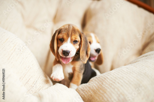 Beagle puppy at home © sergmakssmol