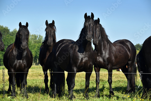 Black Friesian Horses standing on the pasture in Friesland.