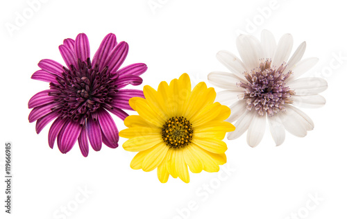 Osteospermum Flower Daisy Isolated