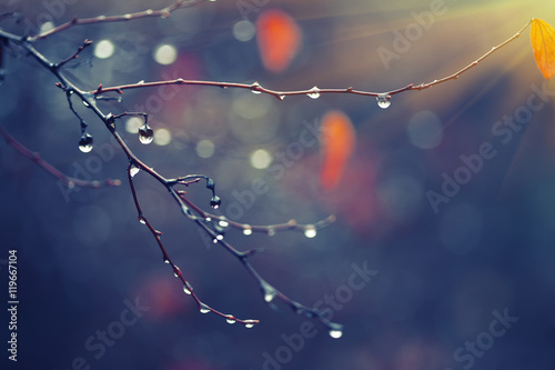 Stampa su tela rain drops on a branch. shallow depth of field.