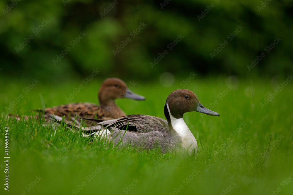 Northern Pintail, Anas Acuta, pair sitting in the green grass. Water bird in the meadow. Pait of beautiful animal in the nature habitat. Brown bird from Russia. Northern Pintail, Anas Acuta, pair sitting in the green grass. Water bird in the meadow. Pait of beautiful animal in the nature habitat. Brown bird from Russia.