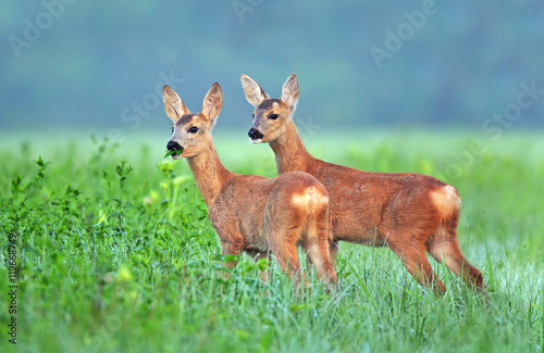 Two roe deer (Capreolus capreolus) cubs