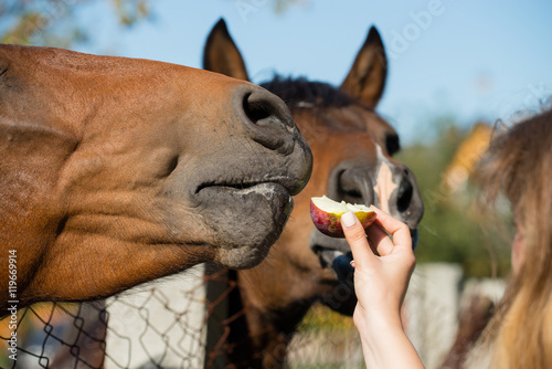 Fototapeta Naklejka Na Ścianę i Meble -  portrait of a horse eats apples, feeding, selective focus on the