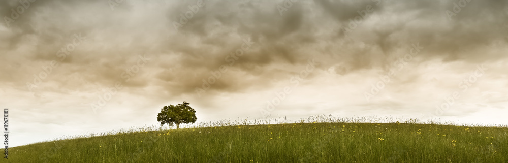 Obraz premium lonely tree (335)