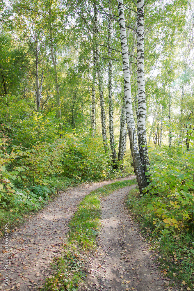 Footpath and trees in the park in autumn