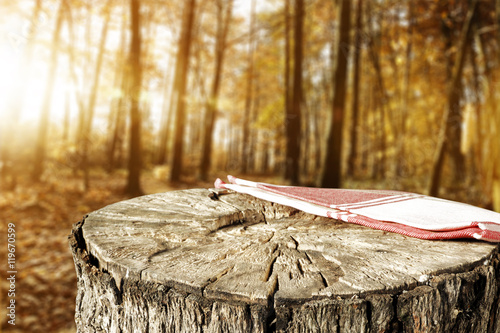 wooden space in forest 