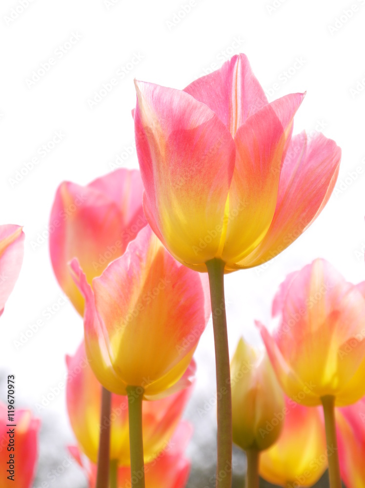 Fototapeta premium チューリップ