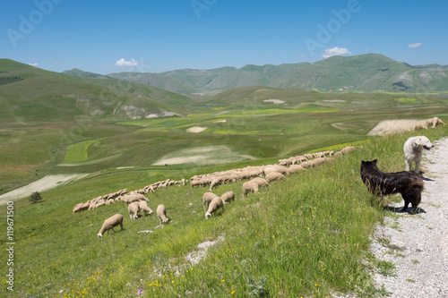 The Flowering of Lentils 2016 Castelluccio di Norcia in the Sibillini Park