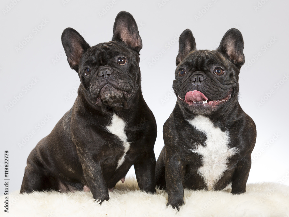 Fototapeta premium French bulldog portrait. Two dogs sitting next to each other. Image taken in a studio.