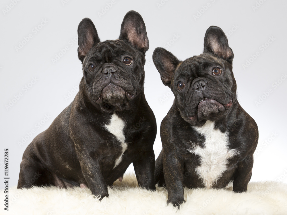 French bulldog portrait. Two dogs sitting next to each other. Image taken in a studio.