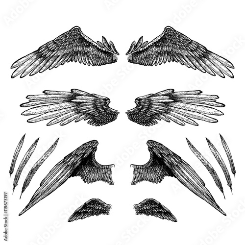 Collection of wings for your design