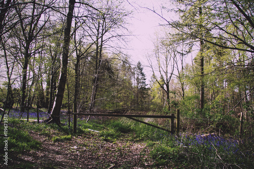 Countryside walk with bluebells along the path Vintage Retro Fil