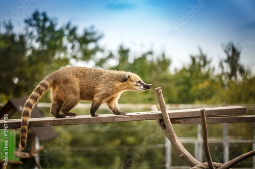 South american coati photo