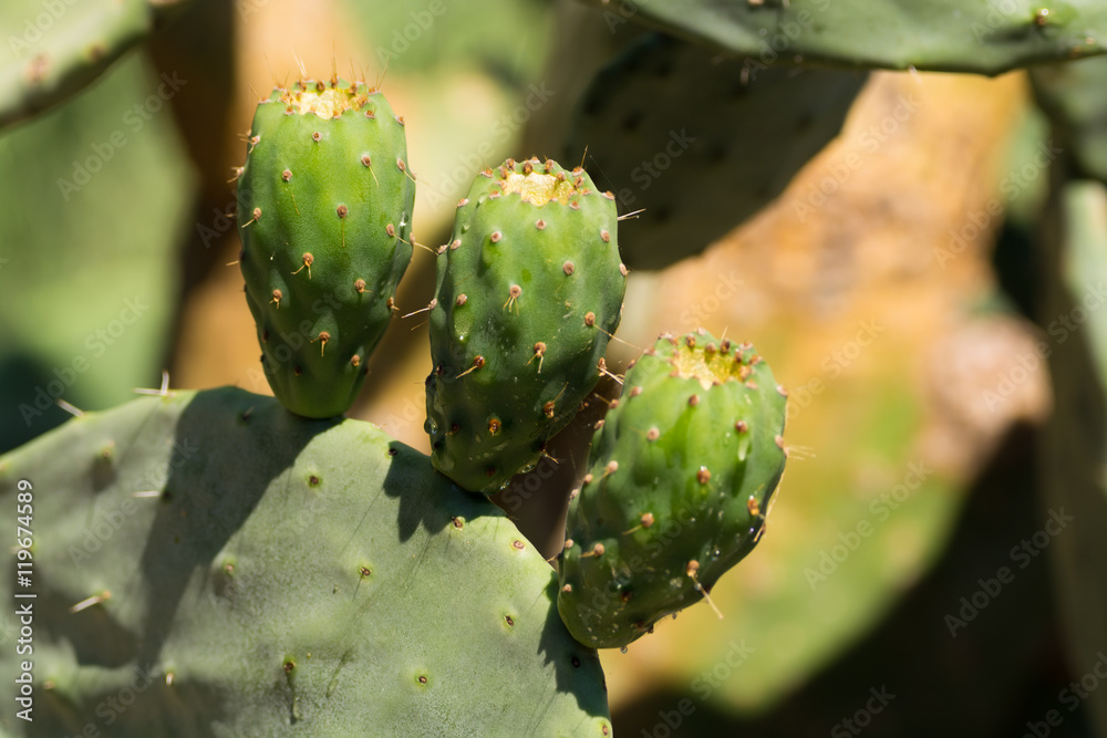 Cactus prickly pear opuntia with unripe green fruits Cactus prickly pear opuntia with unripe green fruits