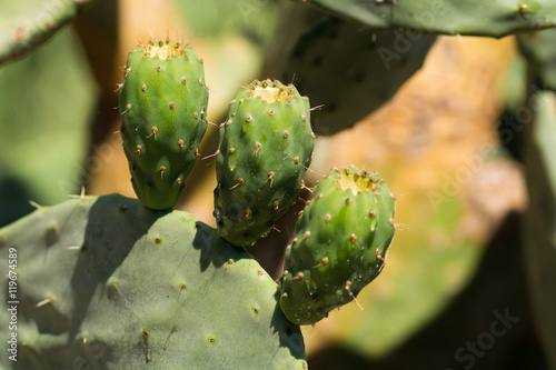 Cactus prickly pear opuntia with unripe green fruits © barmalini