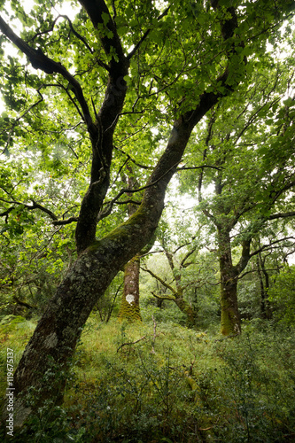 Baum und Sträucher im Glasdrum Wood, Highlands, Schottland