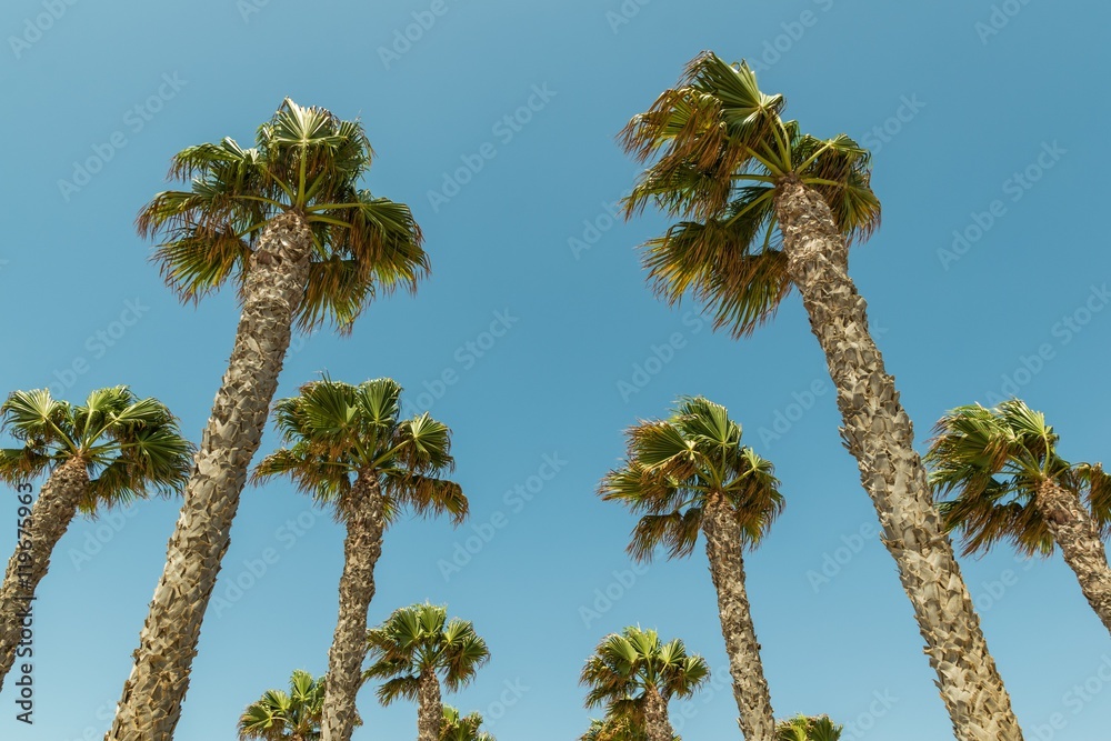 Palm trees on a sunny day, growing in southern spain mediterranean region Palm trees on a sunny day, growing in southern spain mediterranean region