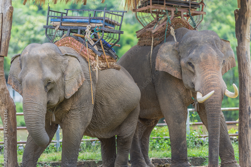 Fototapeta premium Portrait of Asiatic Elephant, Thailand.