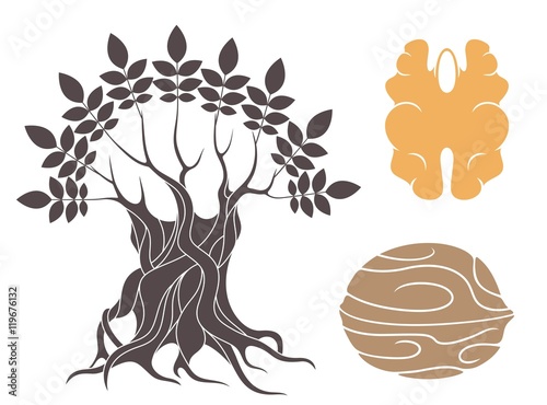 Walnut