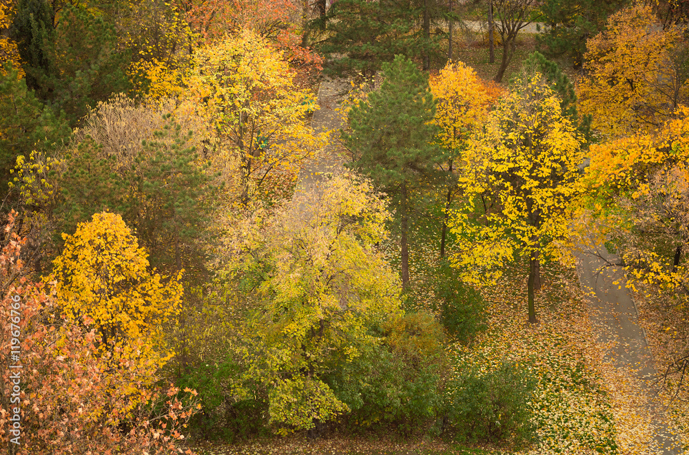 Beautiful autumn parc