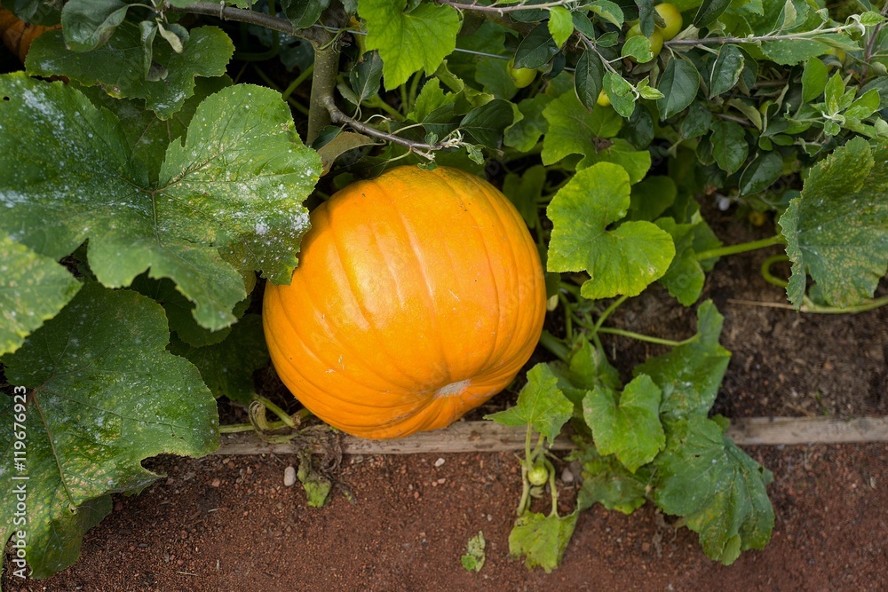 Obraz premium Pumpkin