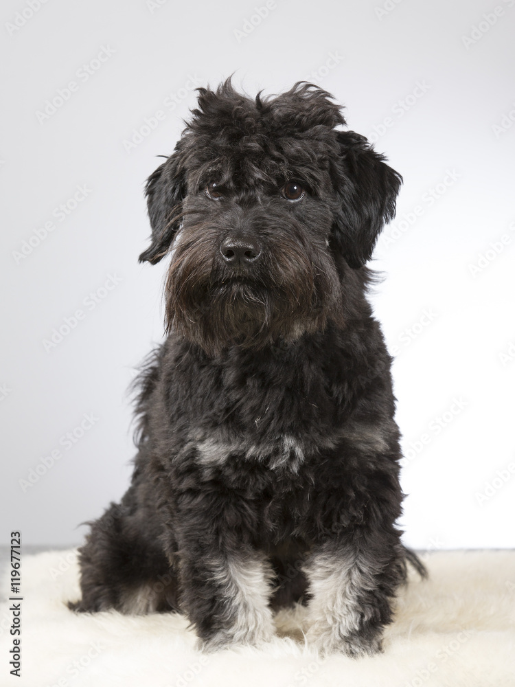 Black dog portrait. Image taken in a studio. Black dog portrait. Image taken in a studio.